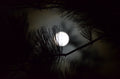 Full Moon Wonder Photo