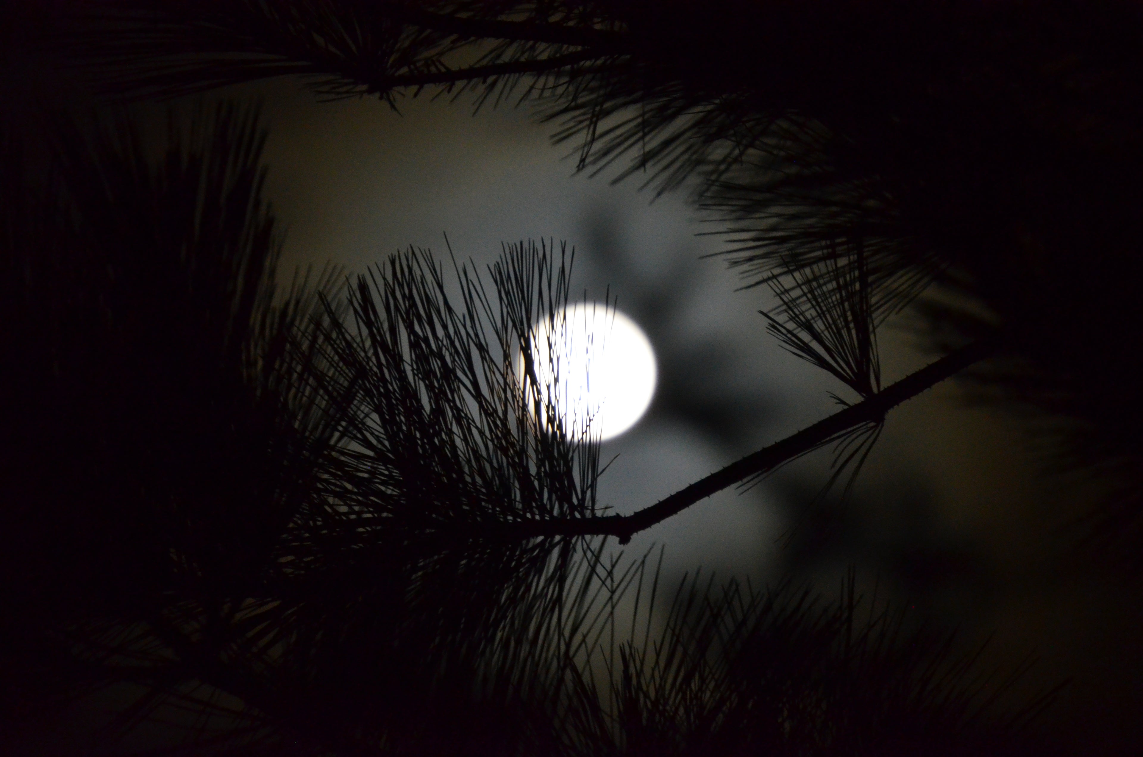 Full Moon Wonder Photo